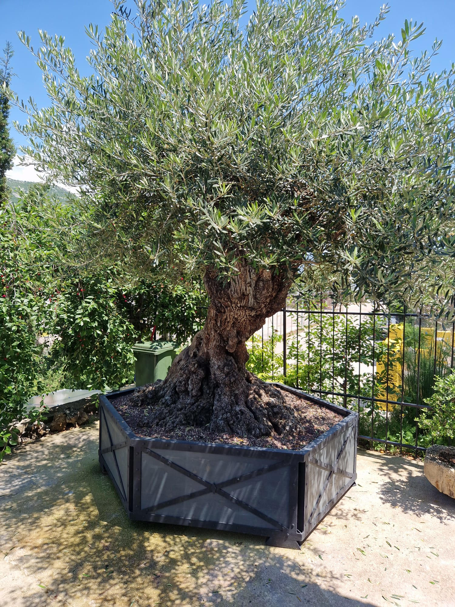 Bonsai Dubrovnik