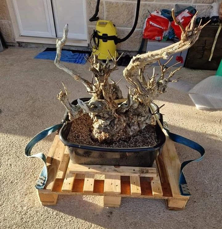 Bonsai transport