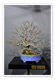 Yamadori Bougainvillea