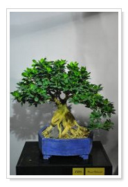 Yamadori Ficus