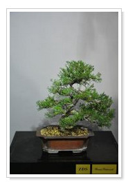 Yamadori Juniperus Varajetis