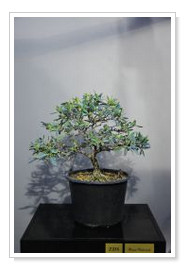 Yamadori Olive Tree