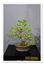 Yamadori Privet Ligustro Chines
