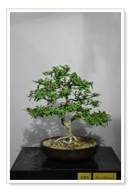 Yamadori Pyracantha Coccinea