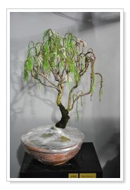 Yamadori Tamarix