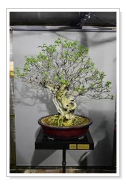 Yamadori Vite Agnus Castus